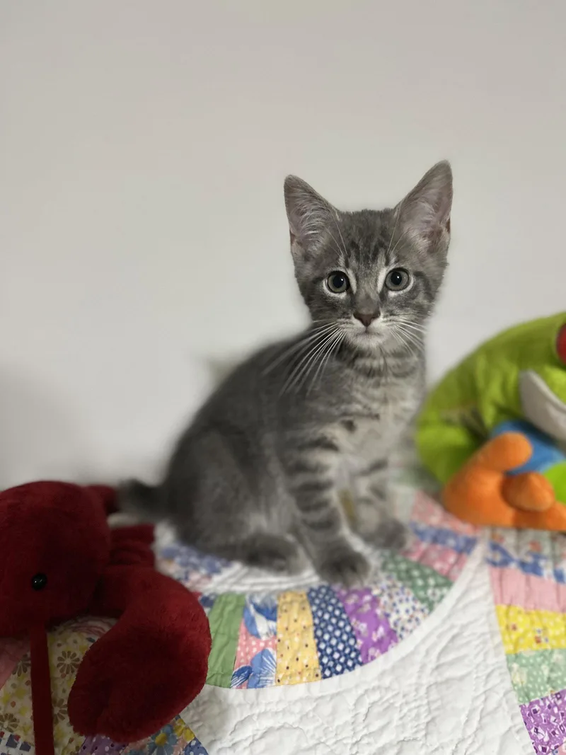 A baby medium-sized male Gray / Blue / Silver Domestic Short Hair cat named Charismatic for adoption in Georgetown, KY