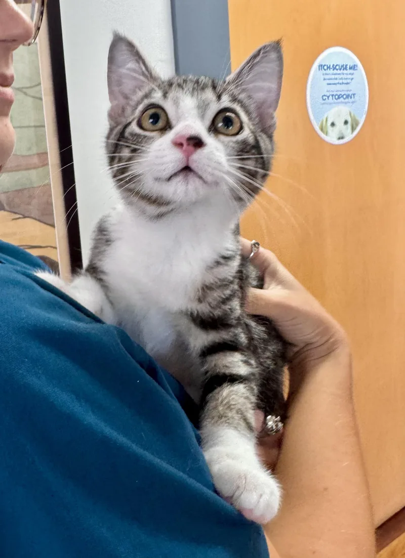 A baby medium-sized male Domestic Short Hair cat named Aspen for adoption in Tallahassee, FL
