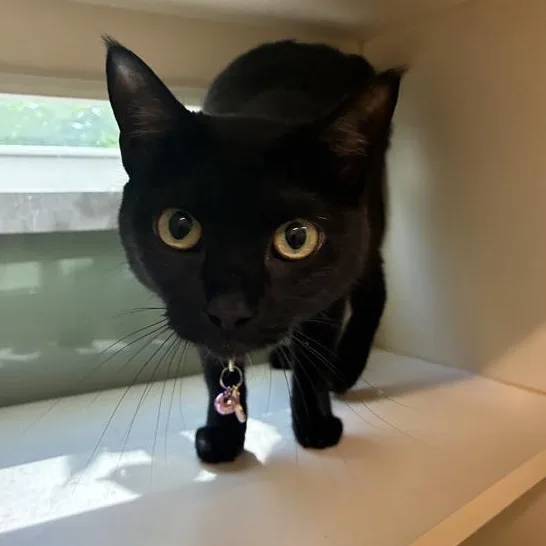 An adult medium-sized female Black Domestic Short Hair cat named Amalya for adoption in Prince Frederick, MD