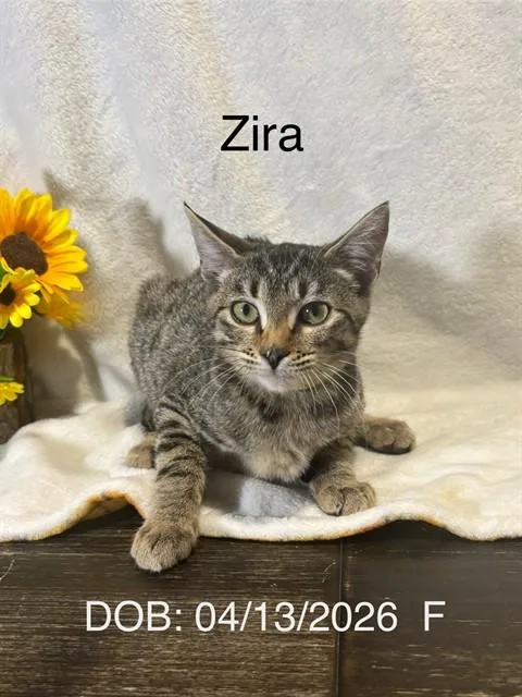 A baby small-sized female Domestic Short Hair cat named Zira for adoption in Conroe, TX