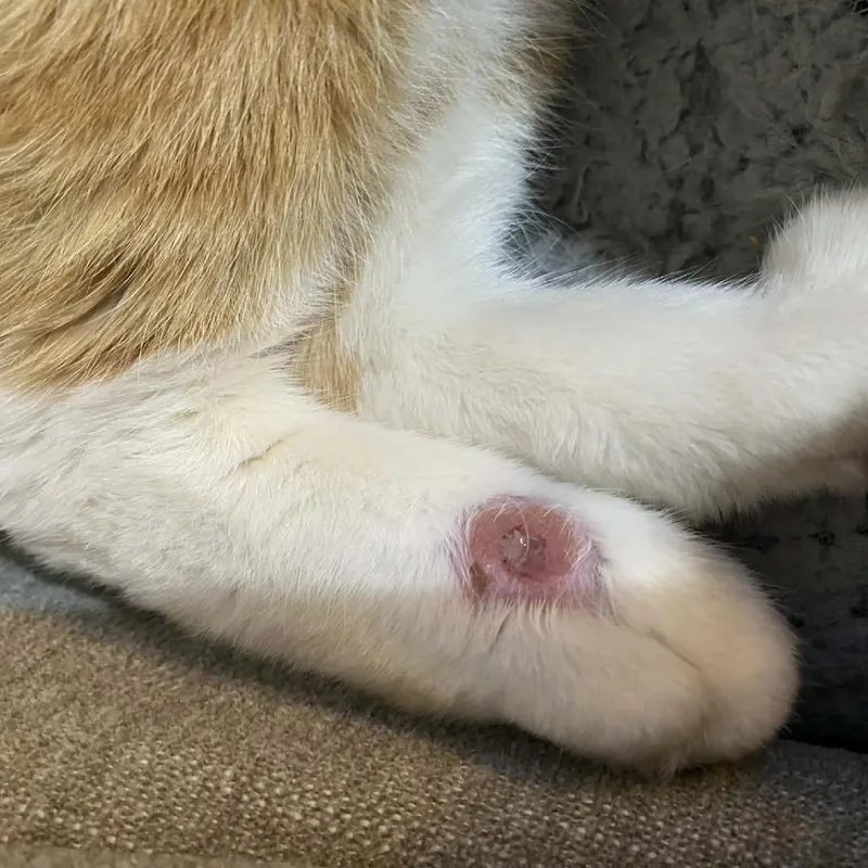 An adult large-sized male Orange / Red Domestic Short Hair cat named Nnn for adoption in Manheim, PA