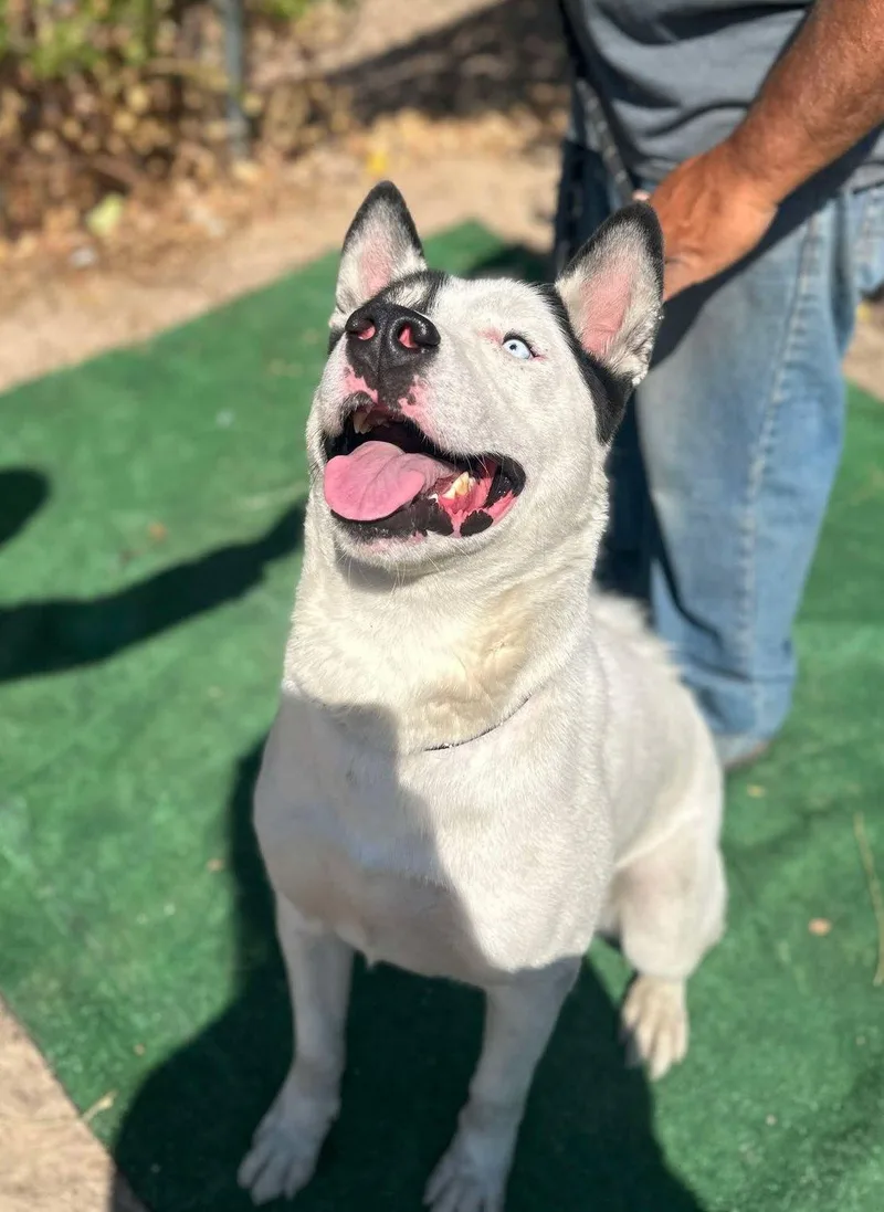 An adult medium-sized male White / Cream Siberian Husky dog named Patch for adoption in Ventura, CA