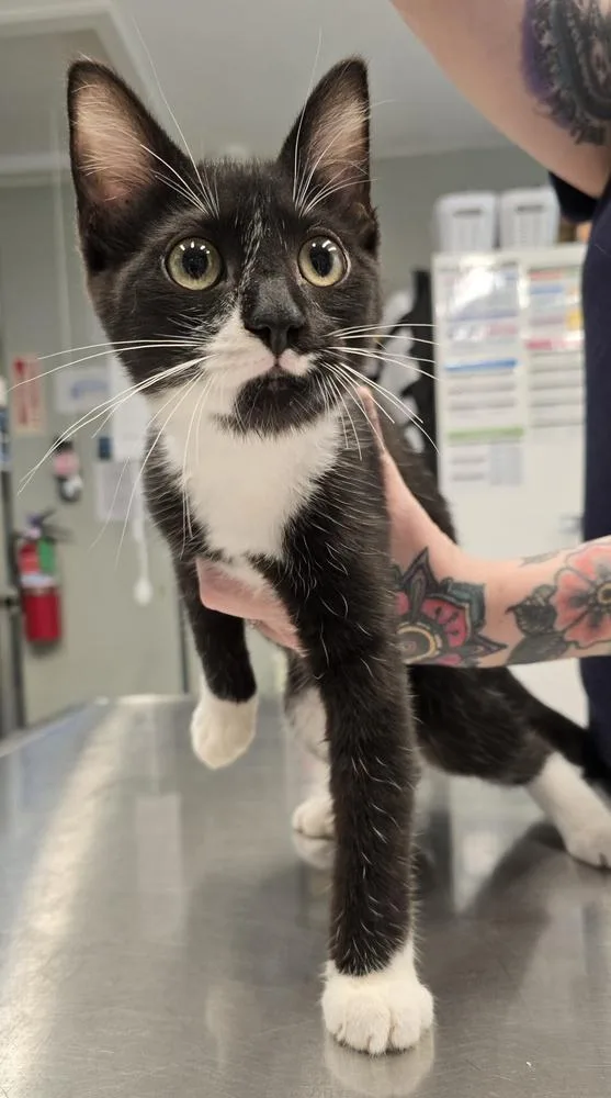 A baby small-sized male Black & White / Tuxedo Domestic Short Hair cat named Scout for adoption in Vancouver, WA