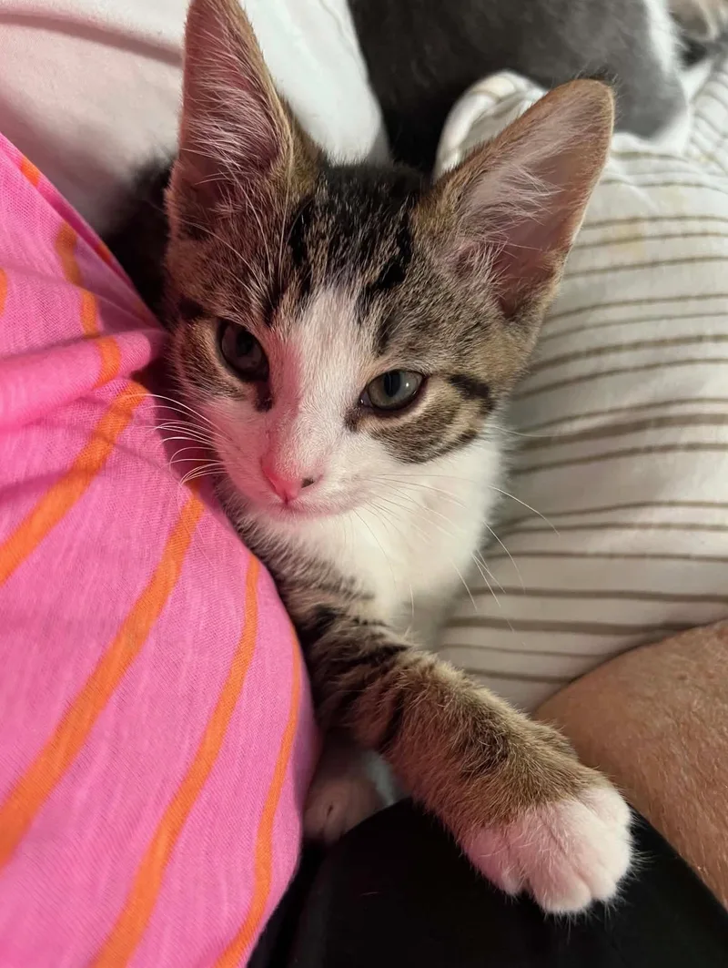 A baby small-sized male Tabby (Buff / Tan / Fawn) Domestic Medium Hair cat named Bubba for adoption in Calera, AL
