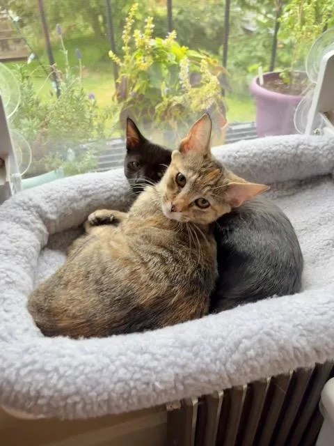 A young medium-sized female Black Domestic Short Hair cat named Sweetie & Velvet for adoption in Soddy Daisy, TN