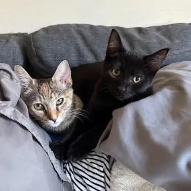Sweetie & Velvet thumbnail 5