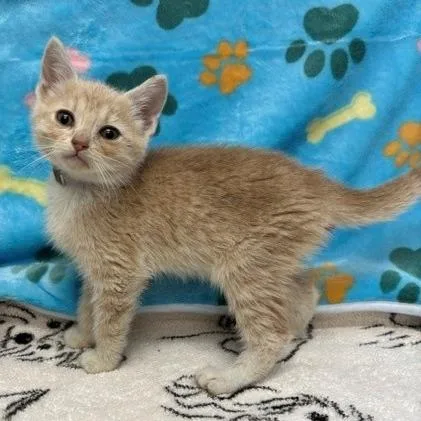 A baby small-sized female Orange / Red Domestic Short Hair cat named Nebraska for adoption in Long Beach, CA