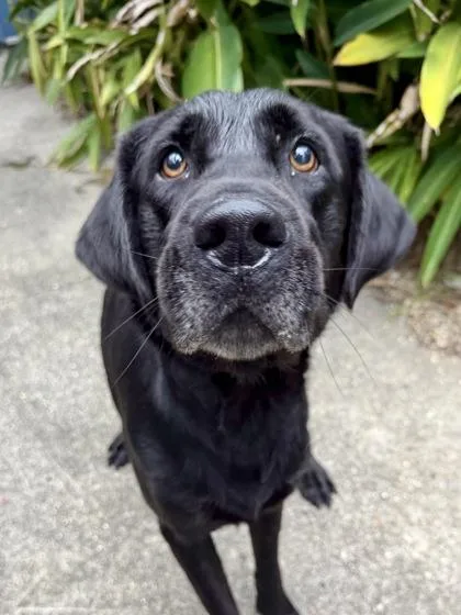 An adult large-sized male Labrador Retriever dog named Goofy for adoption in New Orleans, LA