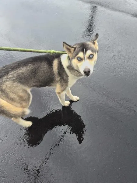 An adult medium-sized female Siberian Husky dog named Pen Magic for adoption in Lawrenceville, GA