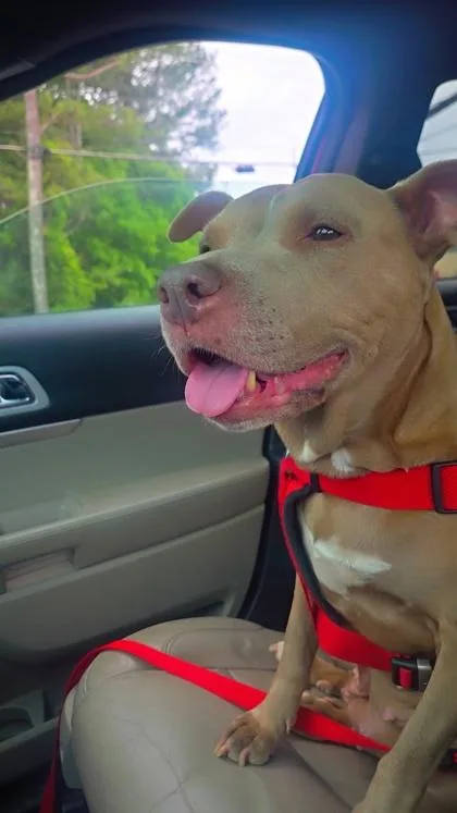 A senior large-sized female Pit Bull Terrier dog named Winry for adoption in Atlanta, GA