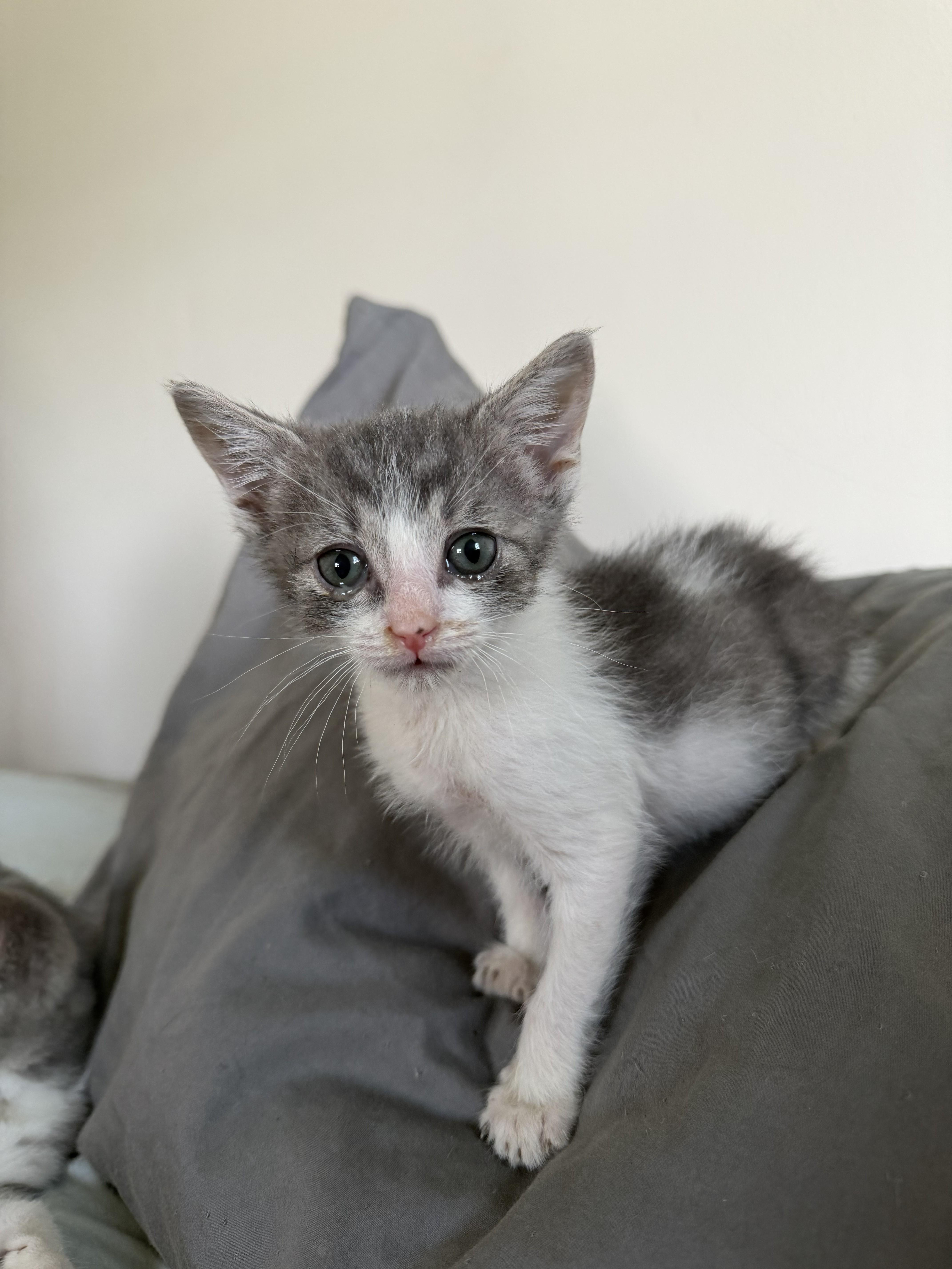 A baby medium-sized male Tabby (Gray / Blue / Silver) Domestic Short Hair cat named Fez for adoption in Springfield, MA