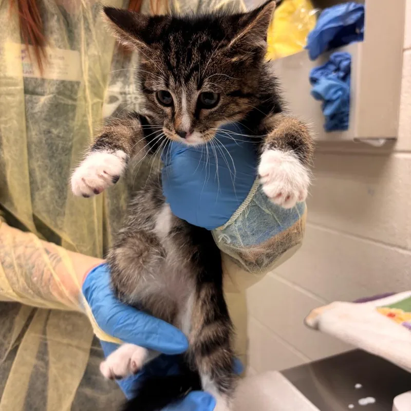 A baby small-sized male Domestic Short Hair cat named Mittens for adoption in Murray, UT