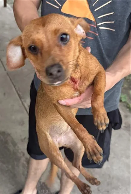A young small-sized female Chihuahua dog named Lilo for adoption in San Antonio, TX