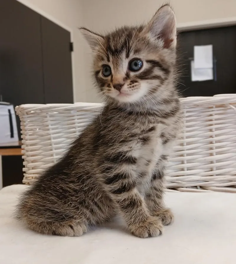 A baby small-sized female Domestic Short Hair cat named Pippin for adoption in Dickson, TN