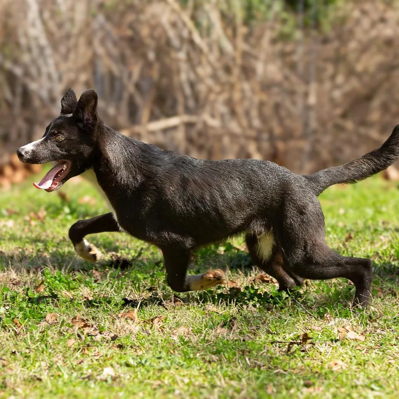 An adult large-sized male Black Retriever dog named Dairy for adoption in Lake Jackson, TX