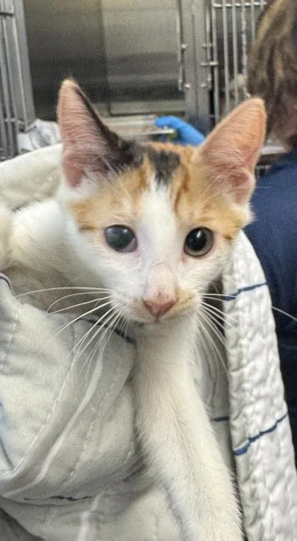 A baby small-sized female Domestic Short Hair cat named June Bug for adoption in Honolulu, HI