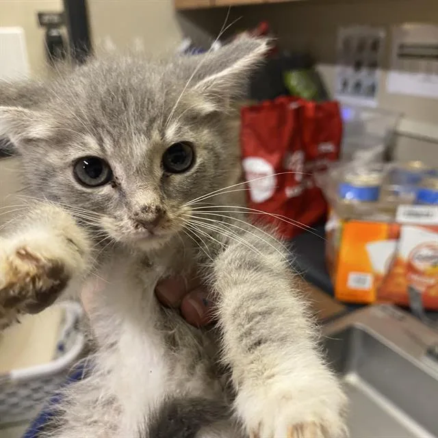 A baby small-sized male Domestic Short Hair cat named Stinky for adoption in Modesto, CA