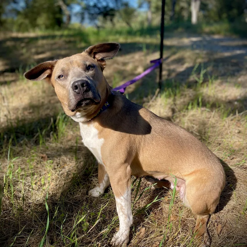 An adult medium-sized female Akita dog named Mary Ann for adoption in San Andreas, CA
