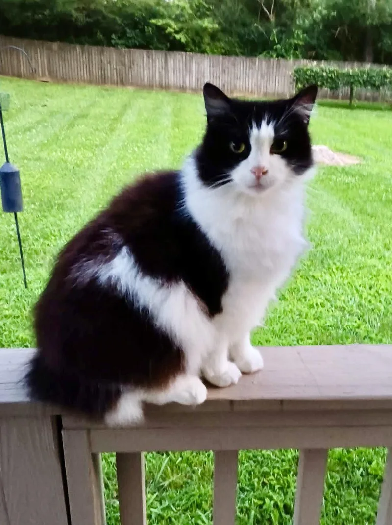 Hunter The Bobtail