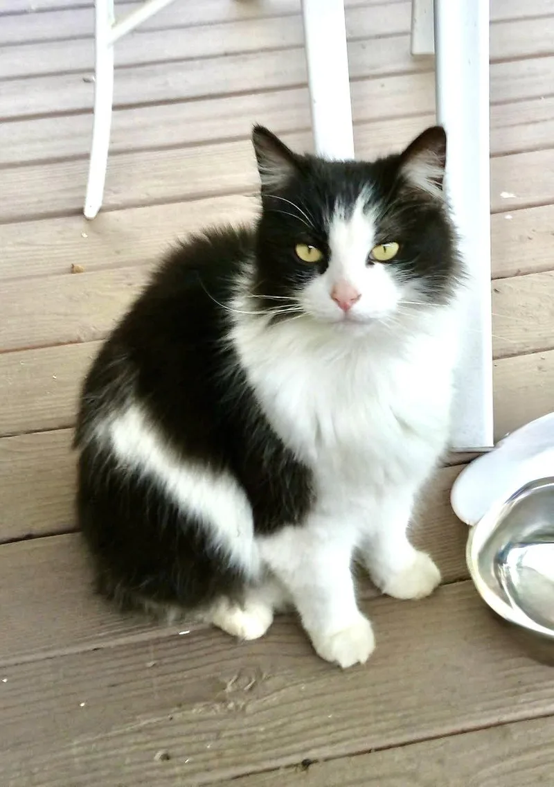 Hunter The Bobtail thumbnail 2