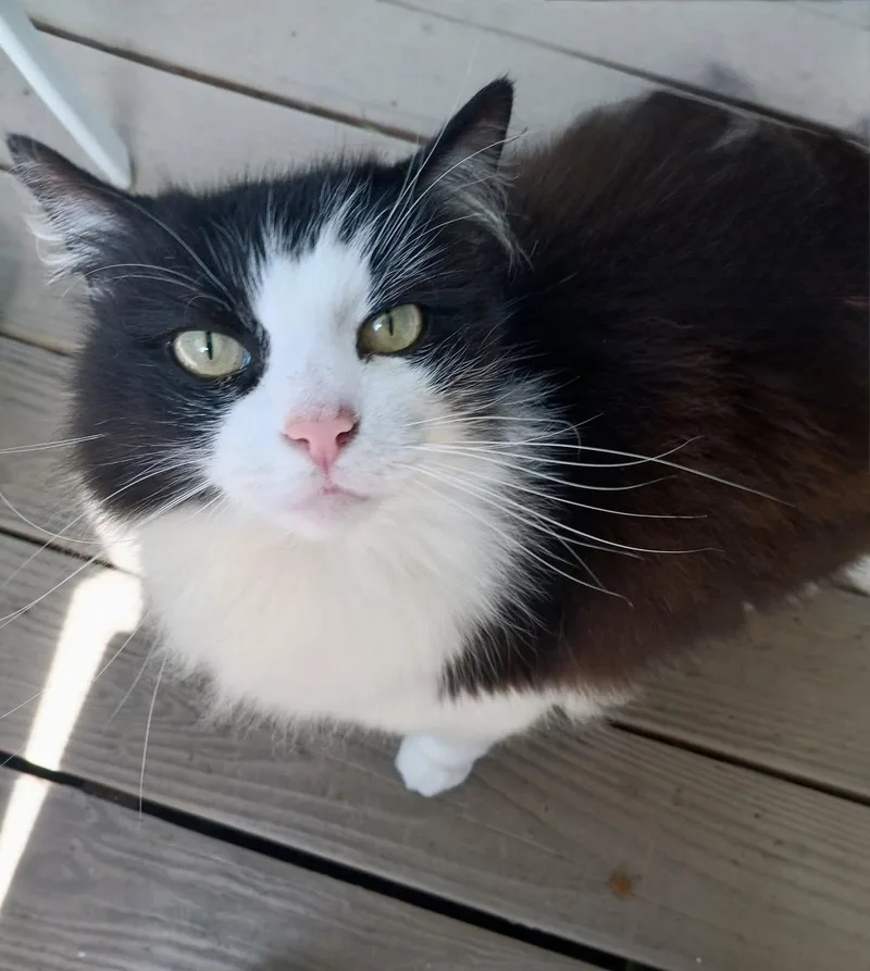 Hunter The Bobtail thumbnail 3