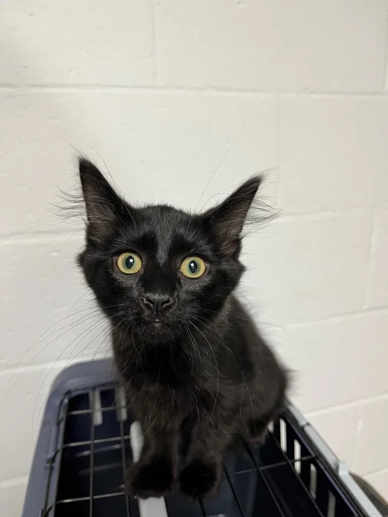 A baby small-sized female Domestic Medium Hair cat named Midnight Sun for adoption in Troy, OH