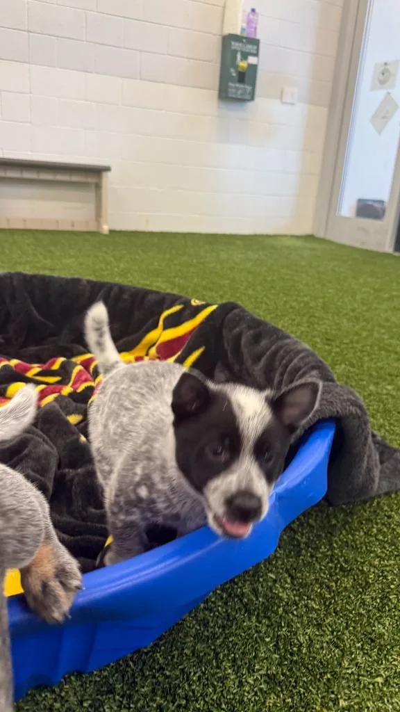 A baby medium-sized female Australian Cattle Dog / Blue Heeler dog named Herder for adoption in Phoenix, AZ