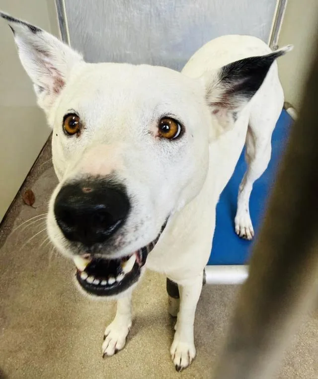 A young large-sized male Australian Cattle Dog / Blue Heeler dog named Scotty for adoption in Santa Barbara, CA