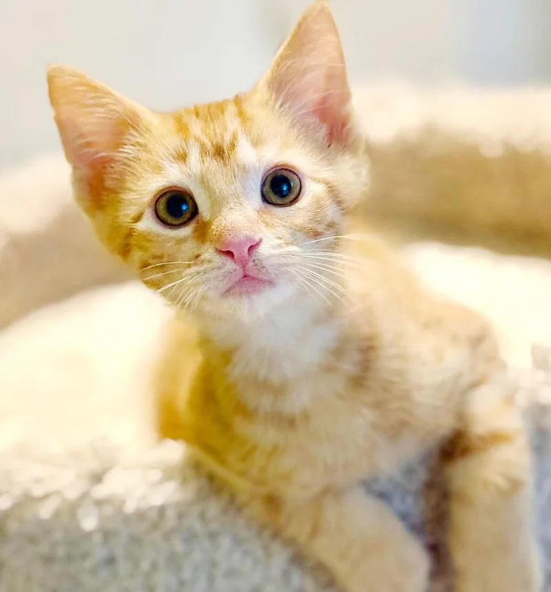 A baby small-sized male Tabby (Orange / Red) Tabby cat named Cosmo is the ULTIMATE for adoption in Bedford Hills, NY