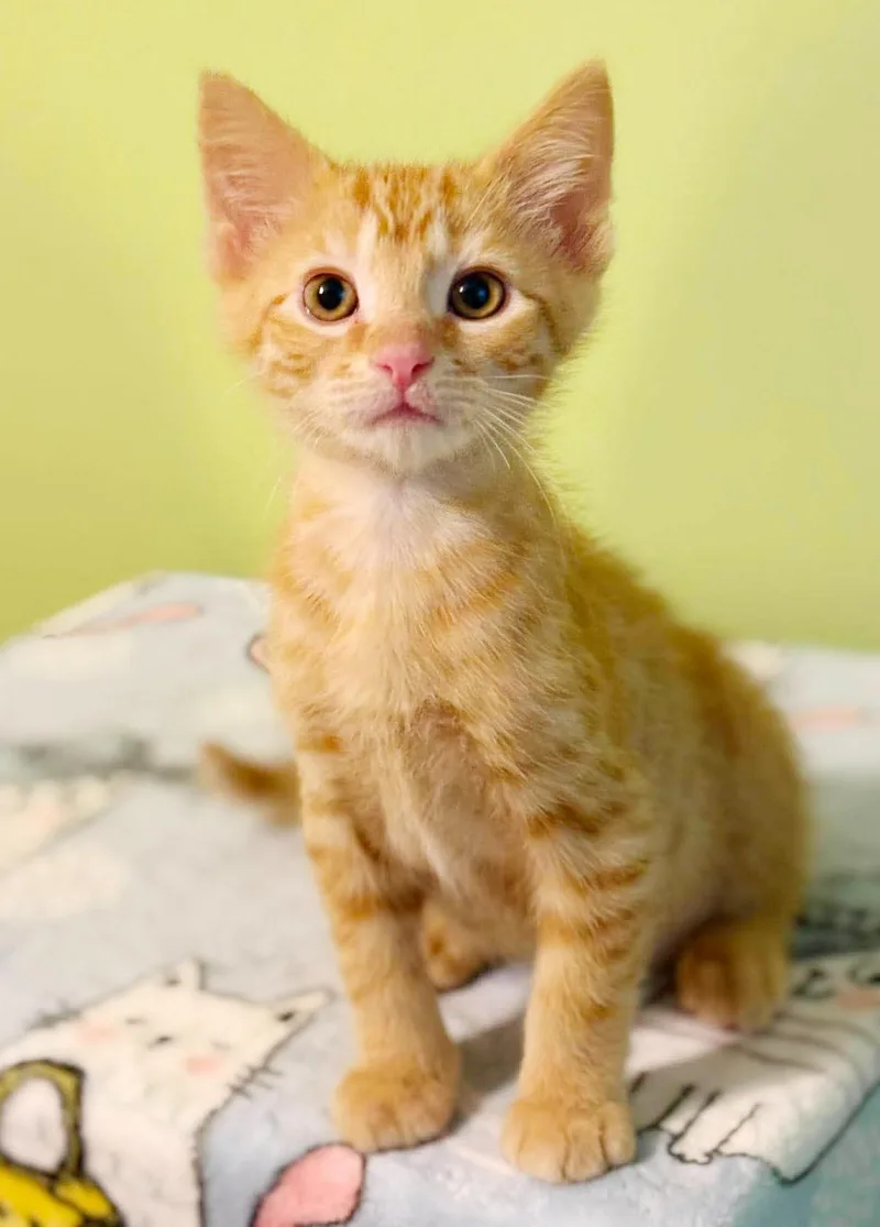 Cosmo is the ULTIMATE thumbnail 2