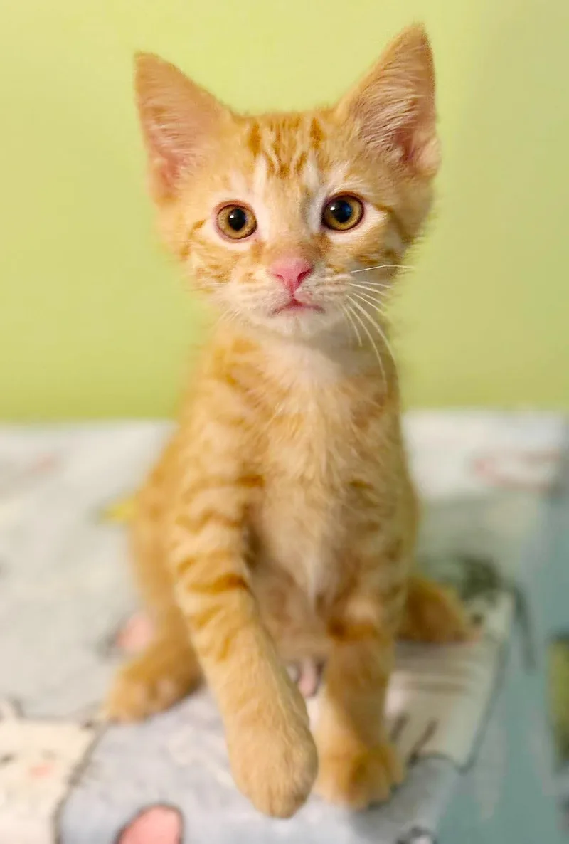 Cosmo is the ULTIMATE thumbnail 3