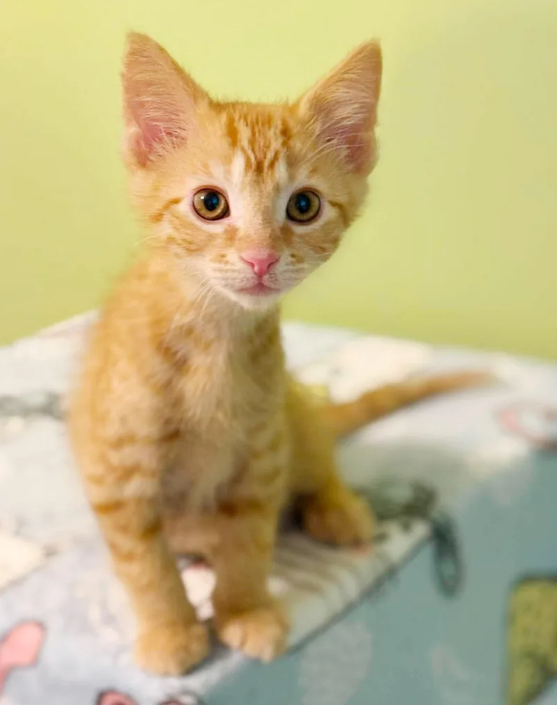 Cosmo is the ULTIMATE thumbnail 5