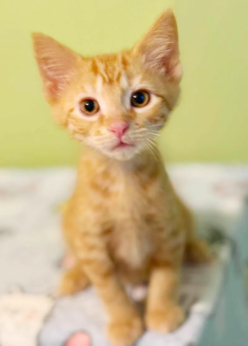 Cosmo is the ULTIMATE thumbnail 6