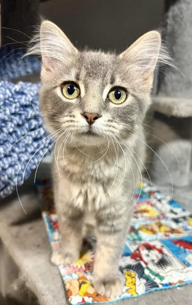 A baby small-sized female Domestic Medium Hair cat named Iris for adoption in O'Fallon, MO