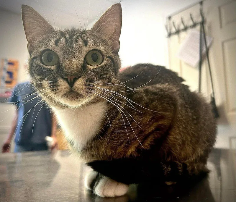 A young medium-sized female Domestic Short Hair cat named Lovetta for adoption in Gettysburg, PA