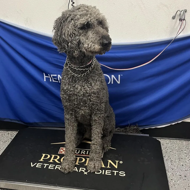 Stray Doodle On Yellowtail