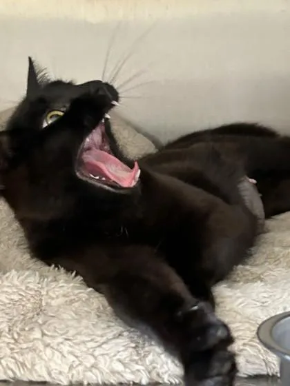 An adult medium-sized female Domestic Short Hair cat named Raven for adoption in Hamilton, MT