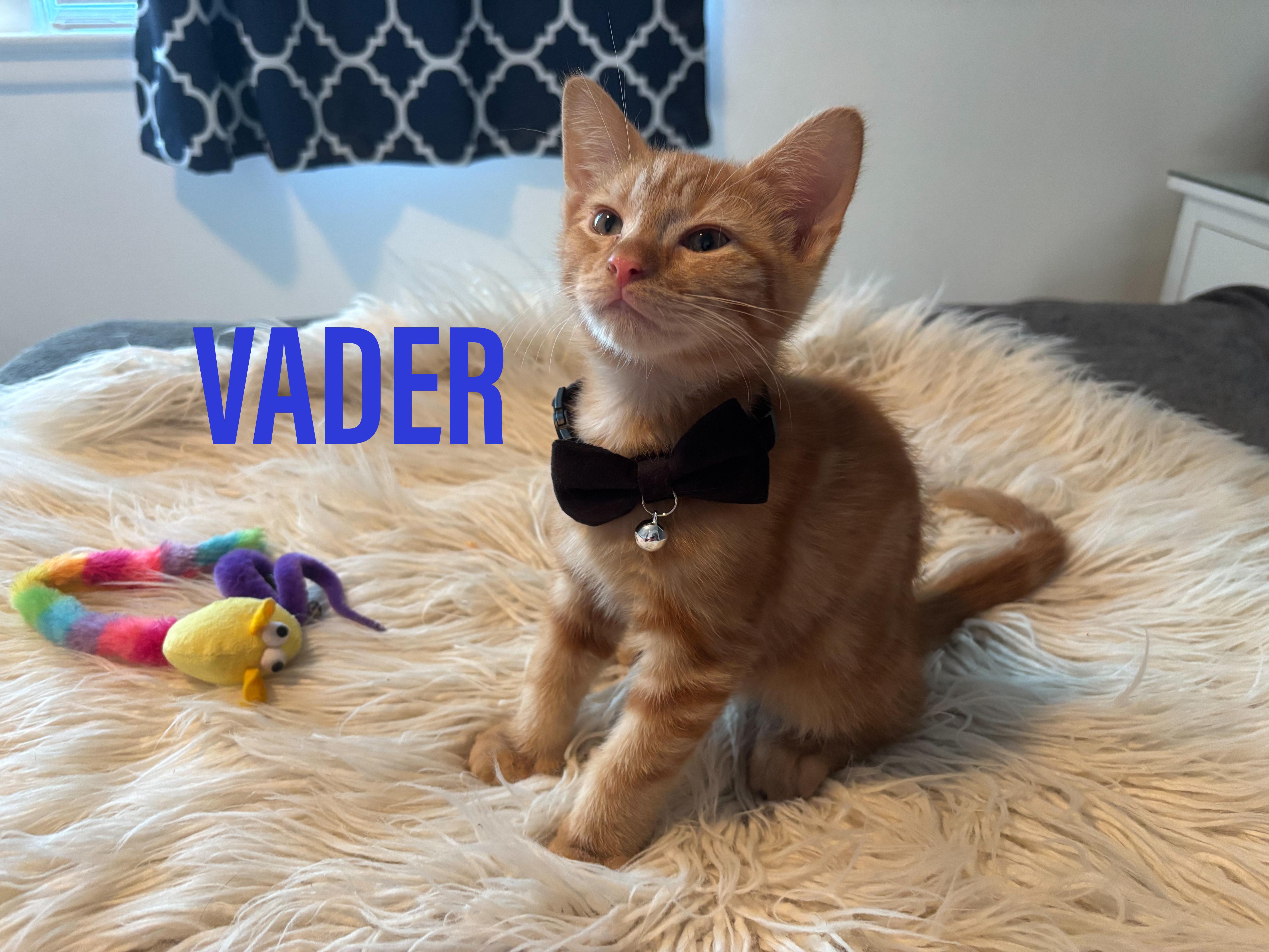 A baby medium-sized male Orange & White Domestic Short Hair cat named Vader for adoption in Jacksonville, FL