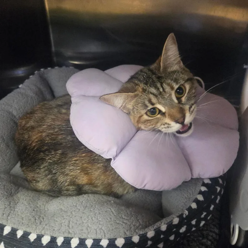 An adult large-sized female Brown / Chocolate Domestic Short Hair cat named Mocha for adoption in Spokane, WA