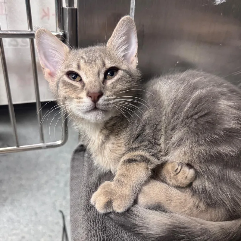 A baby small-sized male Gray / Blue / Silver Domestic Short Hair cat named Dracula for adoption in Middleburg, FL