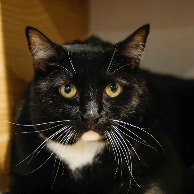 Figaro