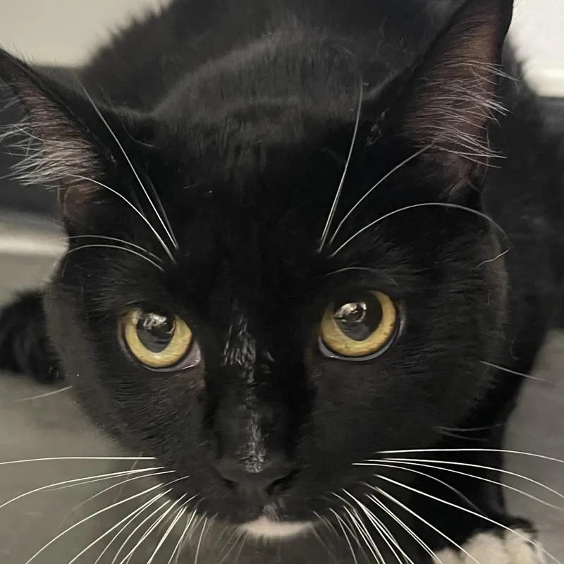 Figaro thumbnail 2