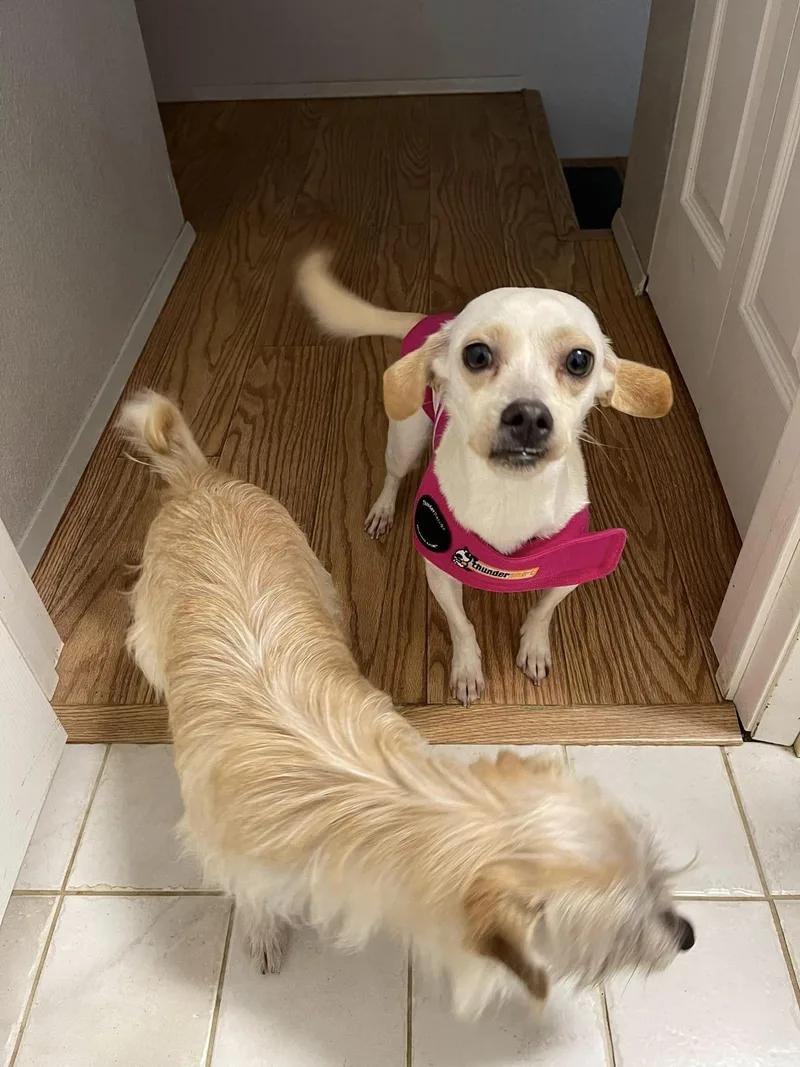 An adult small-sized female Scottish Terrier dog named Blossom for adoption in West Richland, WA