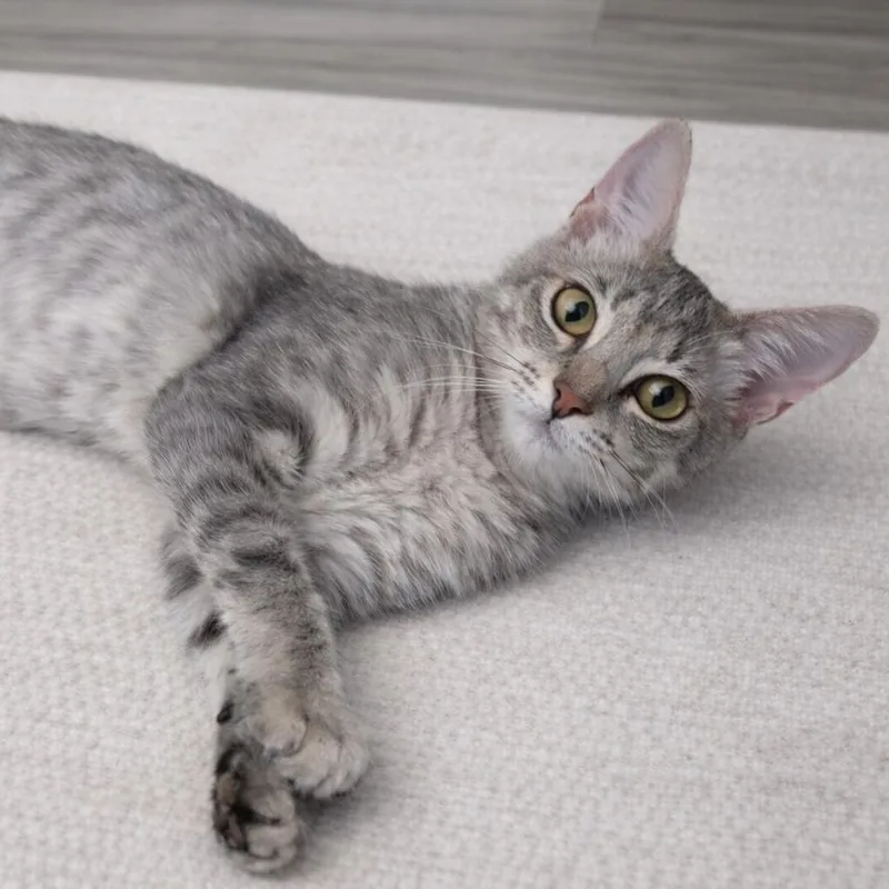 A baby medium-sized female Tabby (Gray / Blue / Silver) American Shorthair cat named Claire for adoption in Houston, TX