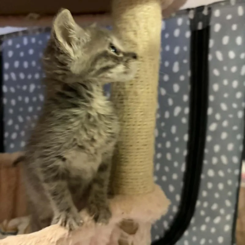 A baby medium-sized female Tabby (Gray / Blue / Silver) Domestic Short Hair cat named Dusty Rose for adoption in Beulaville, NC