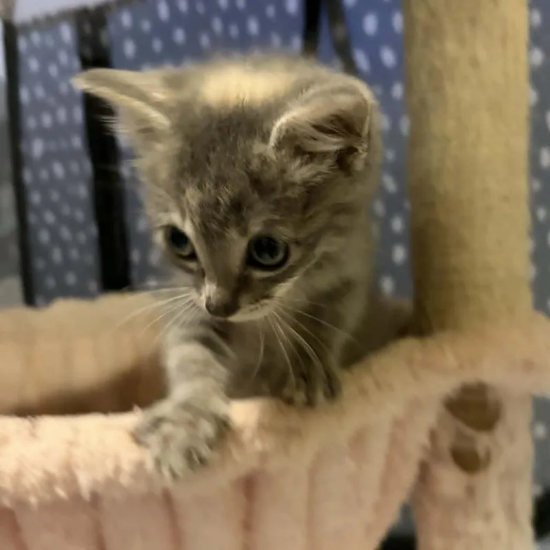 Dusty Rose thumbnail 3