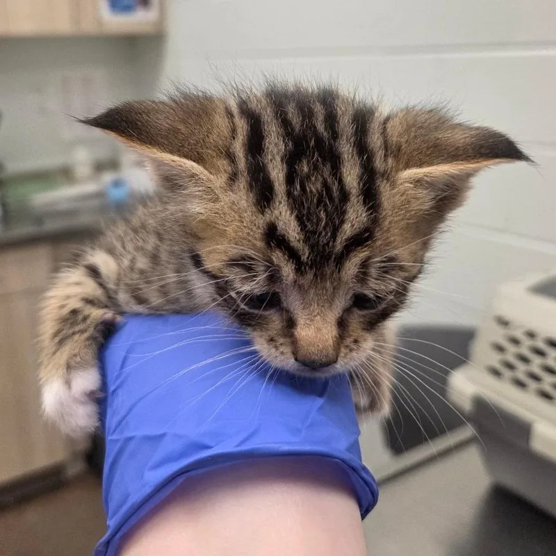 A baby small-sized male Brown / Chocolate Domestic Short Hair cat named Jester for adoption in Chattanooga, TN