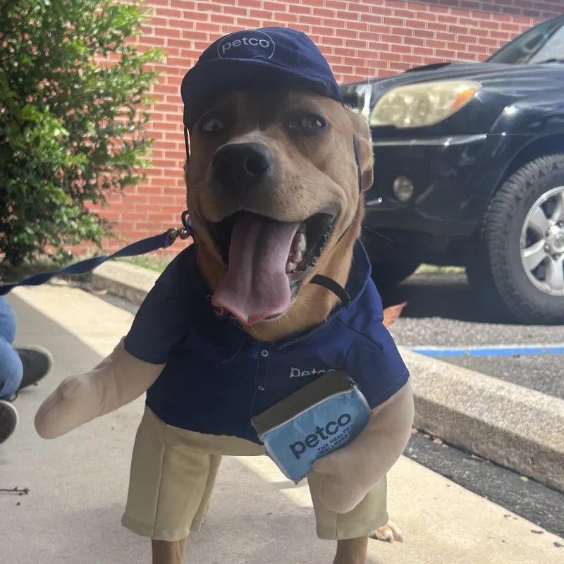 An adult medium-sized female Yellow / Tan / Blond / Fawn Mixed Breed dog named Letti for adoption in Monroeville, AL