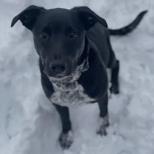 An adult large-sized male Black Labrador Retriever dog named Dewey for adoption in Minneapolis, MN