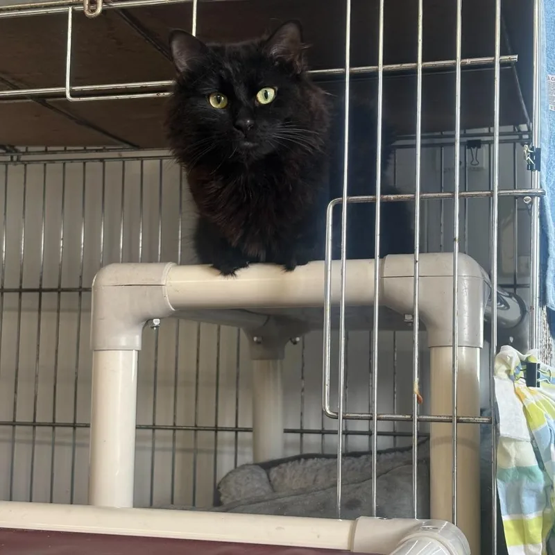 An adult medium-sized male Black Domestic Medium Hair cat named Crunch Wrap Supreme for adoption in Manchester, NH